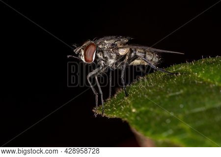 Adult House Fly