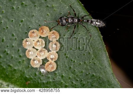 Adult Twig Ant Stirring In Bug Eggs