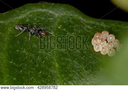 Adult Twig Ant Stirring In Bug Eggs