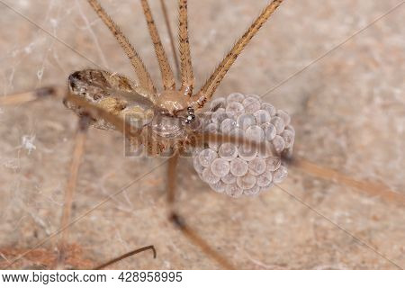 Adult Female Cellar Spider