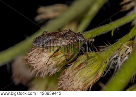 Adult Seed Bug Of The Subfamily Orsillinae