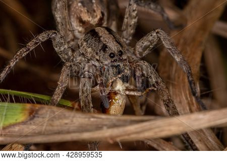 Adult Wolf Spider Of The Family Lycosidae Preying On A Short-horned Grasshopper Nymph Of The Family 
