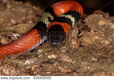 False Coral Snake