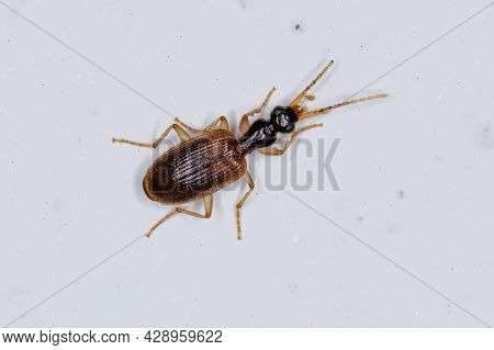 Small Adult Ground Beetle Of The Family Carabidae