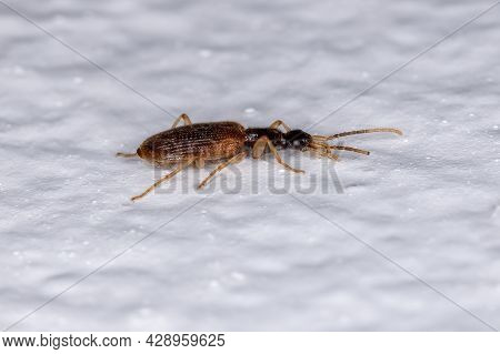 Small Adult Ground Beetle Of The Family Carabidae