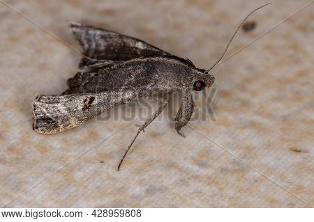 Adult Litter Moth