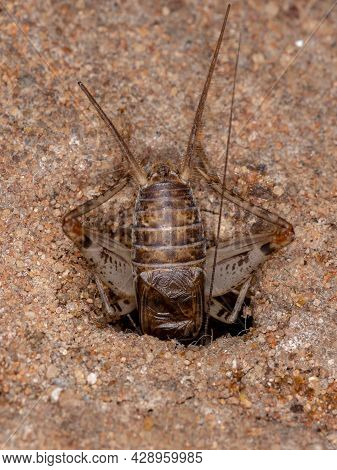 Small Field Cricket Of The Genus Gryllodes