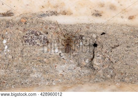 Small Crevice Weaver Of The Genus Misionella