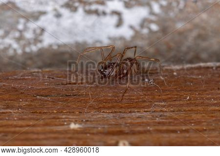 Brown Spitting Spider