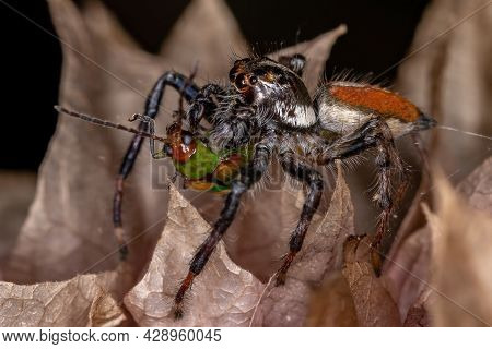 Adult Male Jumping Spider Preying On A Cucurbit Beetle