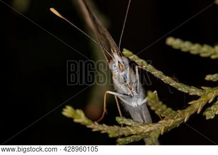 Adult Brush-footed Butterfly