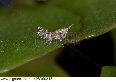 Short-horned Grasshopper Nymph Of The Family Acrididae
