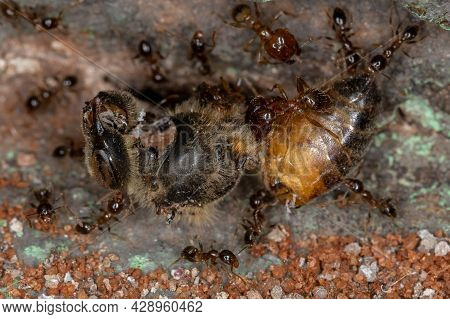 Big-headed Ants Of The Genus Pheidole Eating A Dead Western Honey Bee Of The Species Apis Mellifera