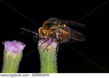 Adult Bee Fly