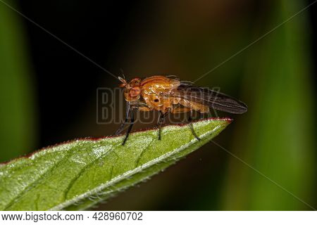 Adult Lauxaniid Fly Of The Family Lauxaniidae