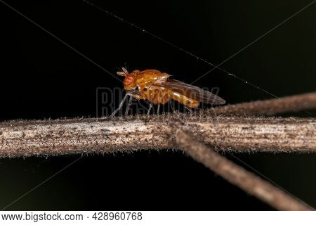 Adult Lauxaniid Fly Of The Family Lauxaniidae