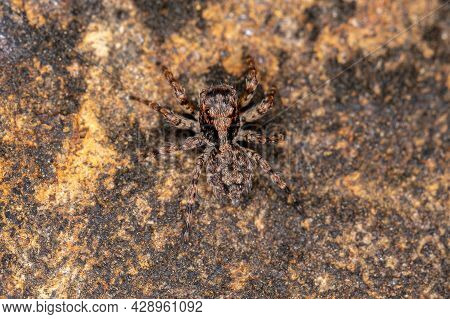 Small Jumping Spider Of The Species Marma Nigritarsis