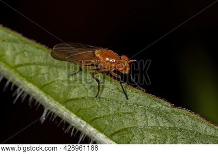 Adult Lauxaniid Fly Of The Family Lauxaniidae