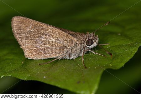 Adult Inca Skipper Of The Species Vehilius Inca