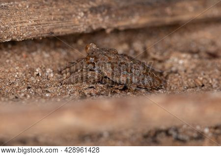 Adult Toad Bug
