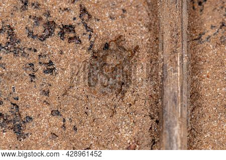 Adult Toad Bug