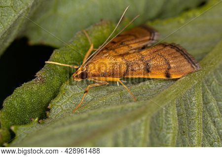 Adult Crambid Moth
