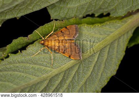 Adult Crambid Moth