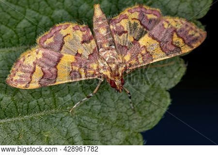 Adult Crambid Moth Of The Family Crambidae