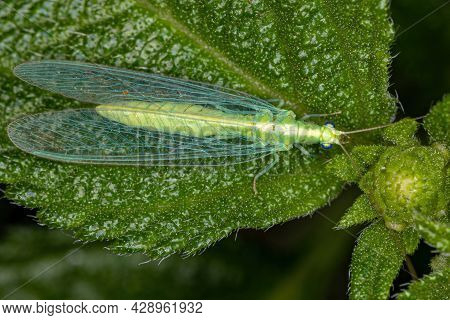 Adult Typical Green Lacewing