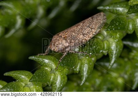 Small Typical Leafhopper Of The Tribe Gyponini