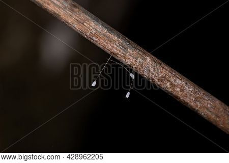 Green Lacewing Eggs Of The Family Chrysopidae