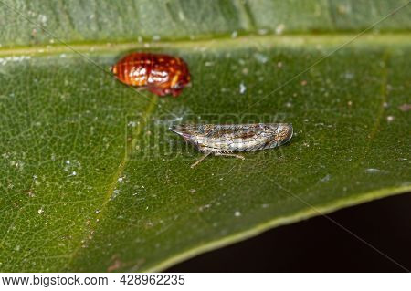 Small Typical Leafhopper