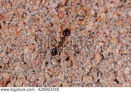 Adult Big-headed Ant Of The Genus Pheidole