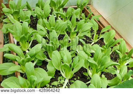 Pak Choi Seedlings Growing In A Vegetable Bed In A Polytunnel