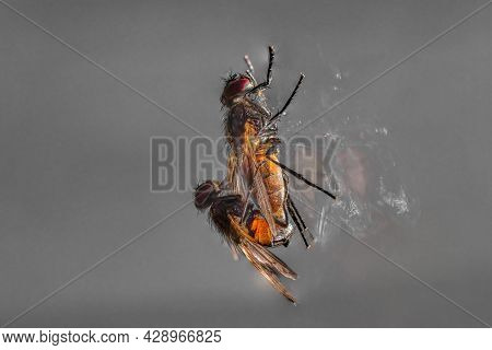 Housefly Mating, Close-up Of Flies Mating On Railing