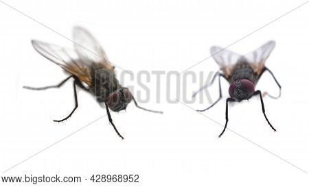 Two Flies On A White Background Close-up With Copy Space, Front And Side View Of A Fly