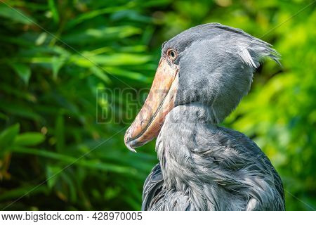 Shoebill, Balaeniceps Rex, Aka Whalehead, Whale-headed Stork Or Shoe-billed Stork.
