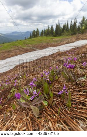 Wild Pink Kandyk Siberian Flowers