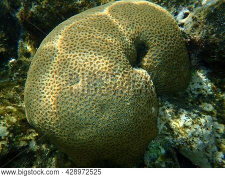 Stony Coral Knob Coral (dipsastraea Lacuna, Originally Called Favia Lacuna) Undersea, Red Sea, Egypt
