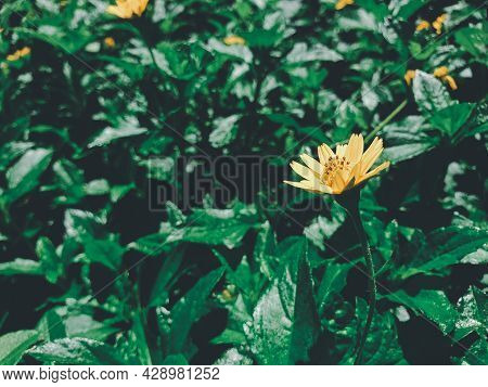 Flower (melampodium Paludosum Flower)