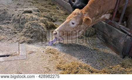 Cow With Long Tongue Eating Silage Grass Through A Gate In A Shed