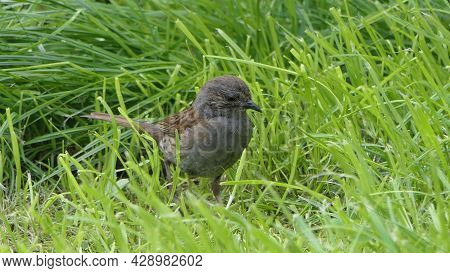 Dunnock Searching For Food On The Ground