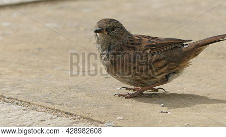Dunnock Searching For Food On The Ground