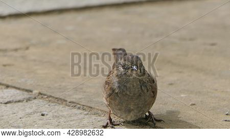 Dunnock Searching For Food On The Ground