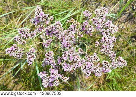 Goniolimon Speciosum Flowers Growing In Olkhon Island, Russia