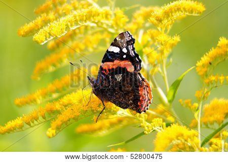 Red admiral butterfly (vanessa atalanta) on a goldenrod (solidago virgaurea).