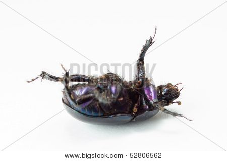 The genus Scarabaeus