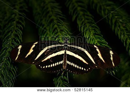 Zebra longwing Butterfly Macro Shot