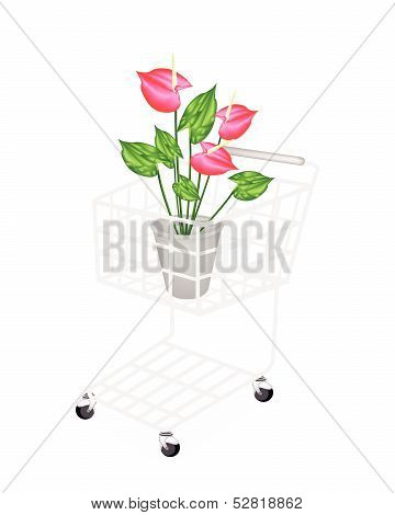 Anthurium Flowers Or Flamingo Lily In A Shopping Cart