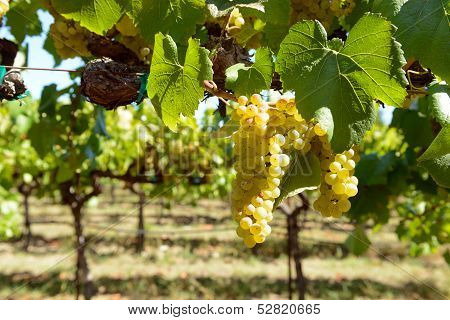 Vineyard